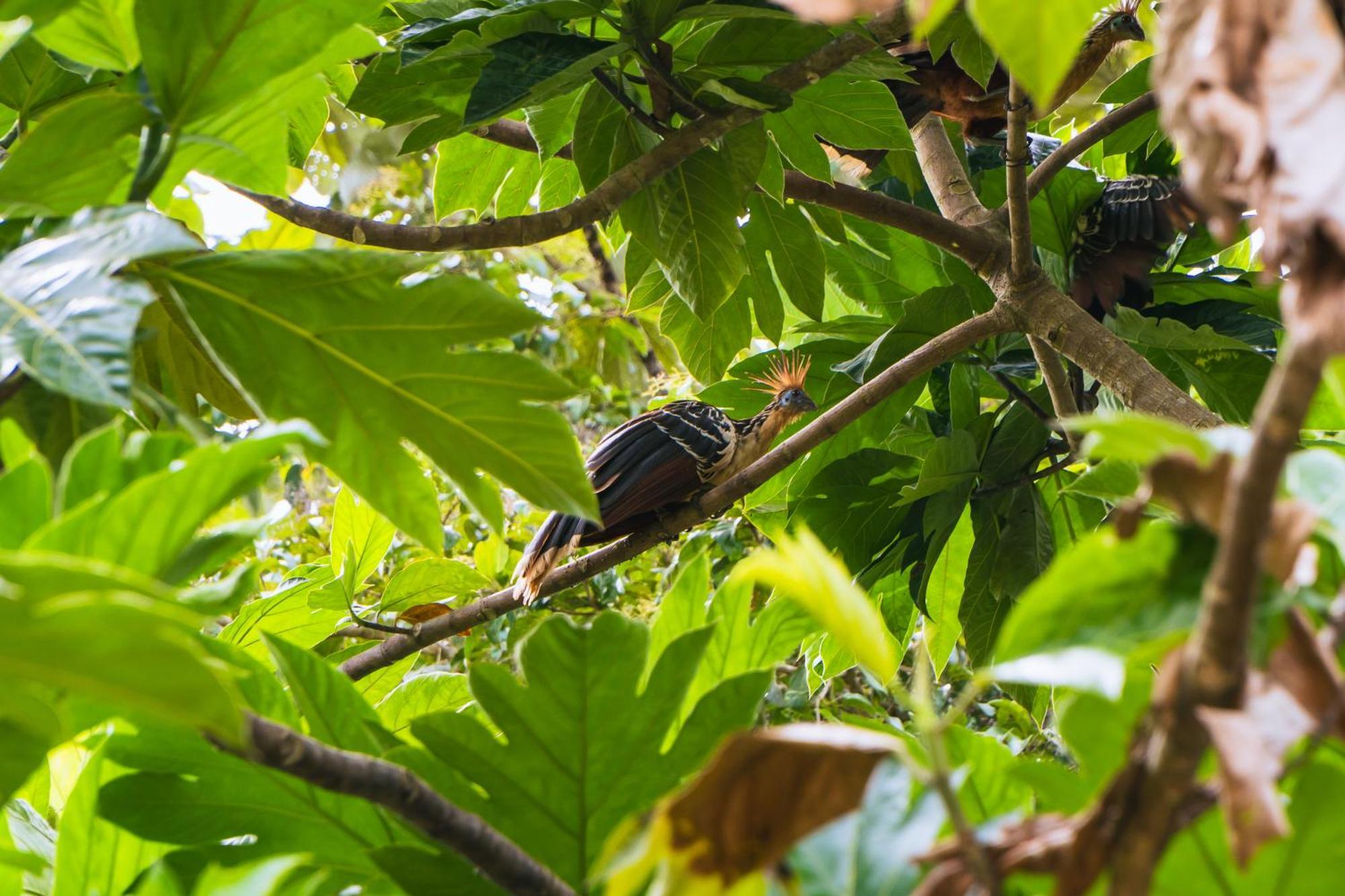 بويرتو مالدونادو Passiflora Lodge Tambopata المظهر الخارجي الصورة